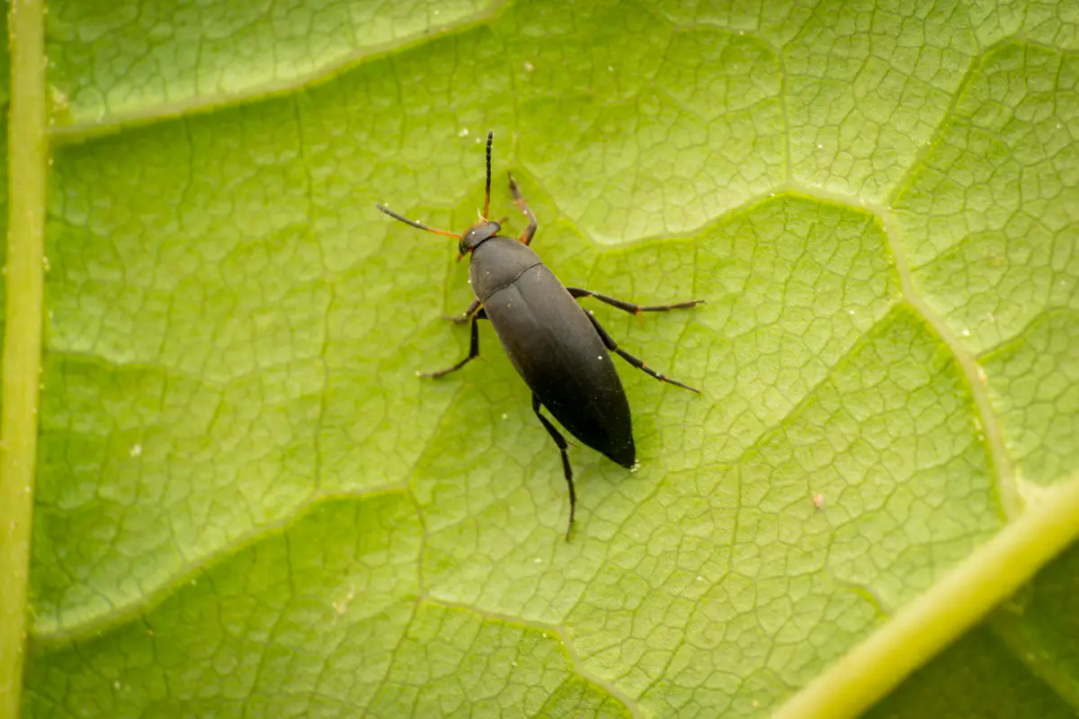 Rotstirniger Scheinstachelkäfer