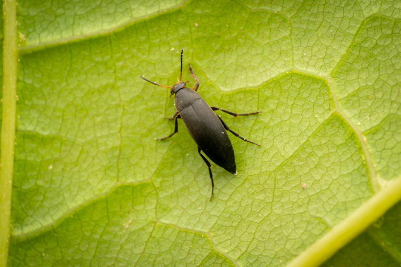 Anaspis frontalis – No. 2