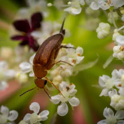 Anaspis frontalis