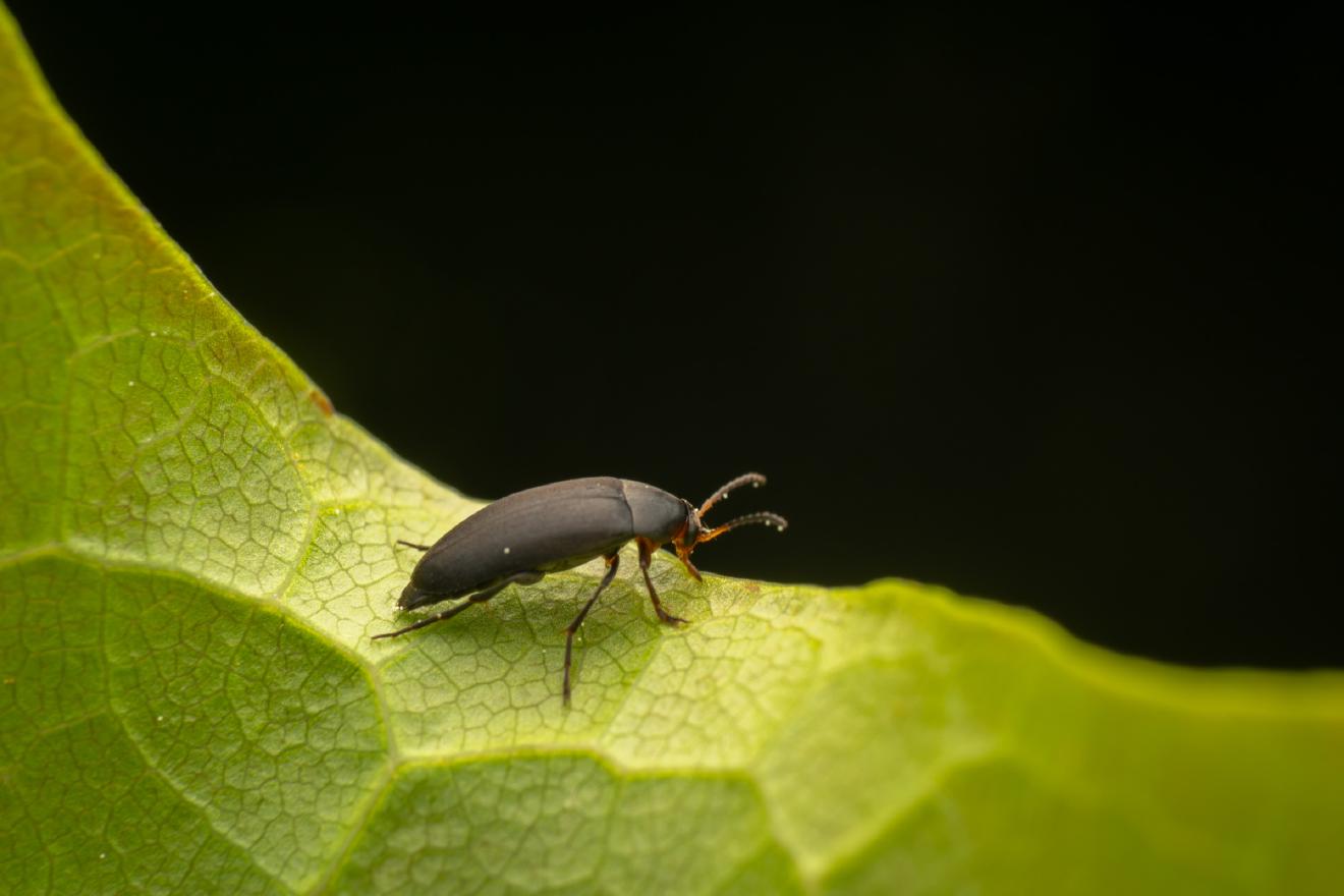 Anaspis frontalis – No. 3