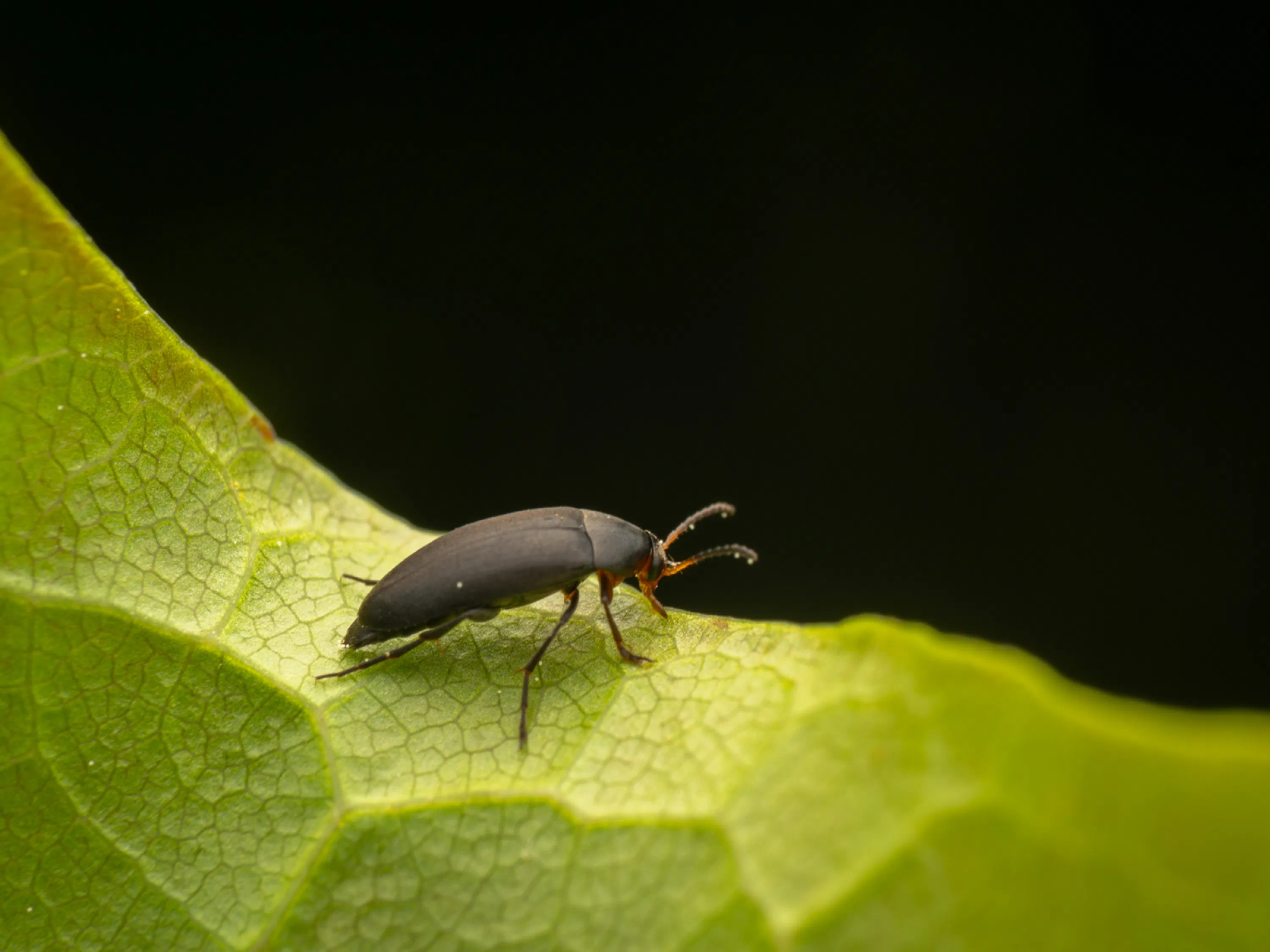Anaspis frontalis
