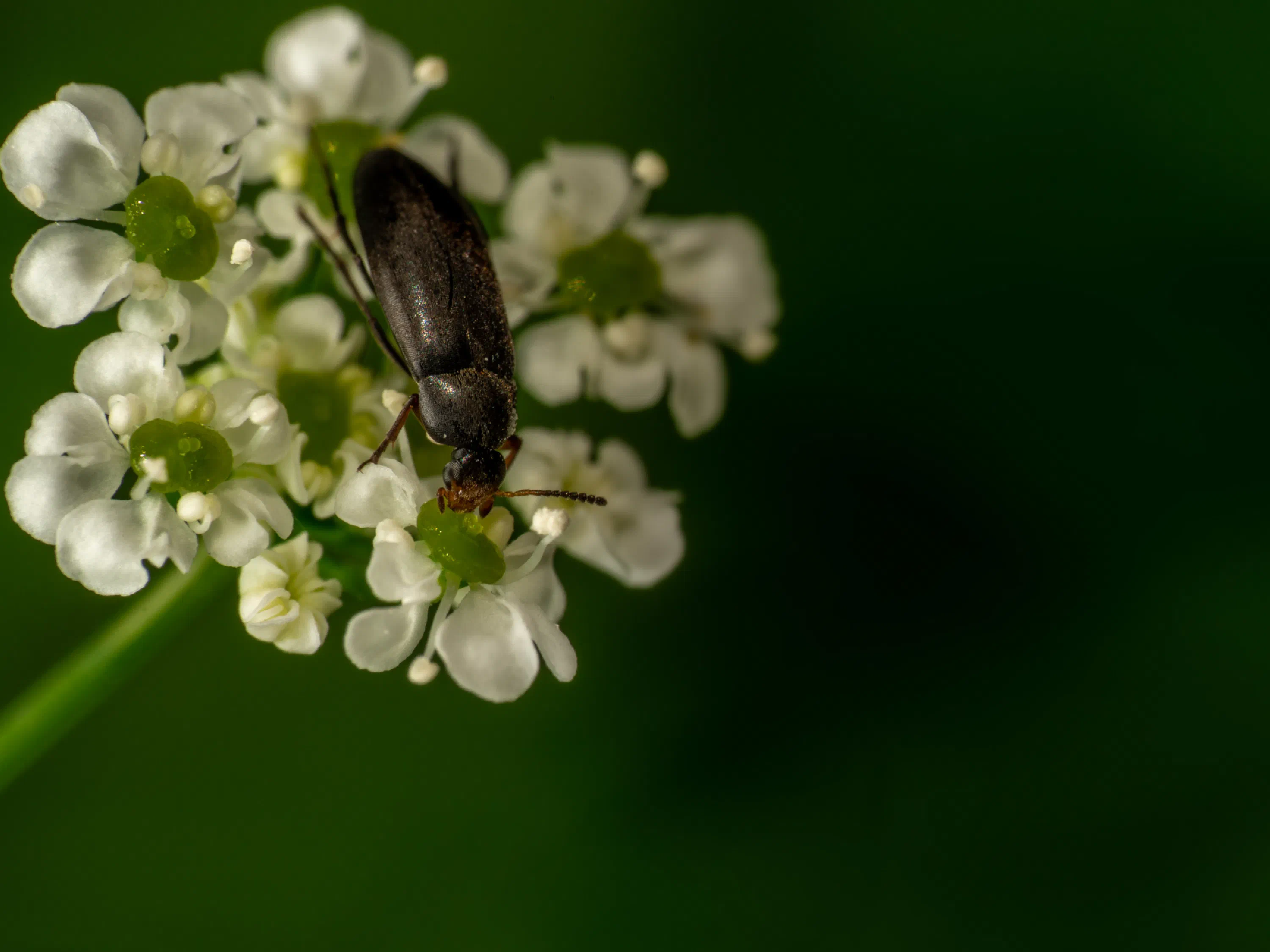 Anaspis frontalis