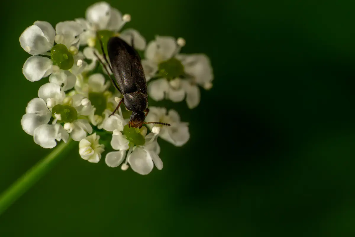 Anaspis frontalis – No. 4