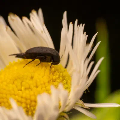 Anaspis frontalis