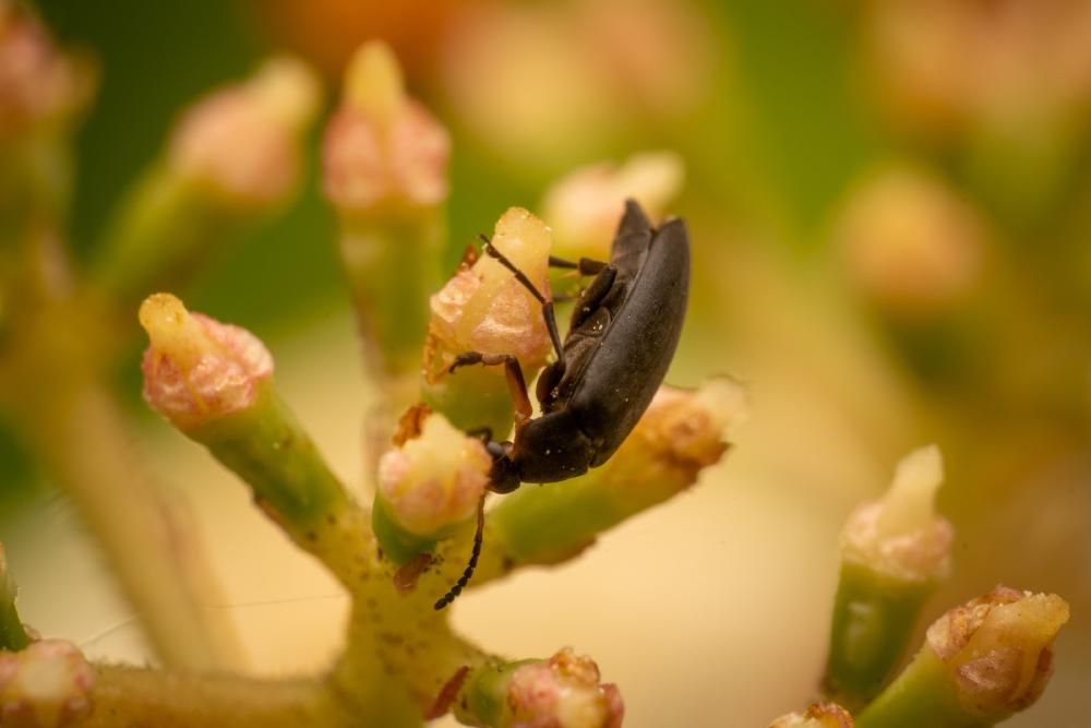 Rotstirniger Scheinstachelkäfer