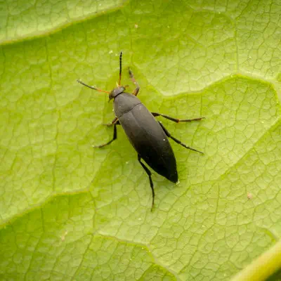 Anaspis frontalis
