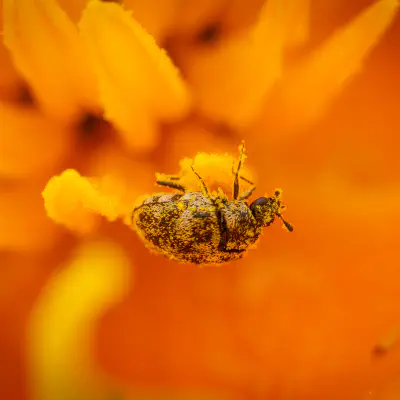 Skin Beetles