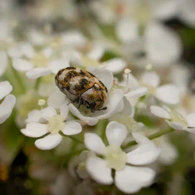 Speckkäfer