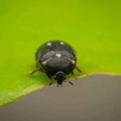 Dermeste à deux points blancs