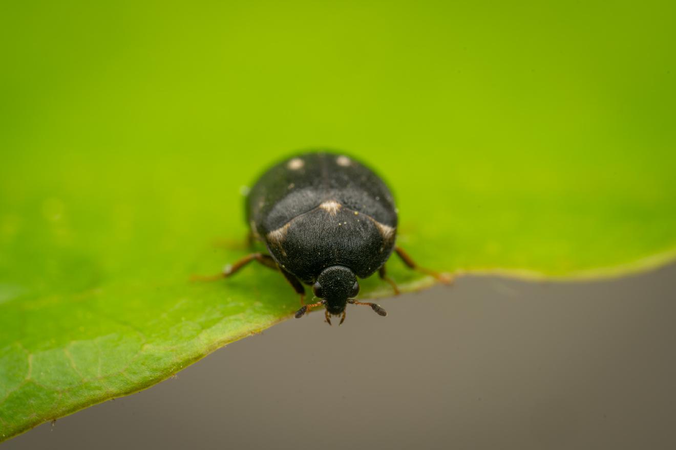 Gemeiner Pelzkäfer – No. 1