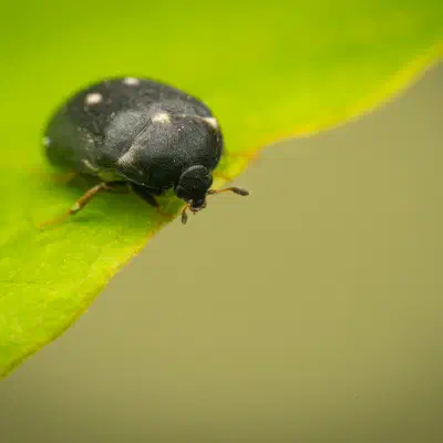 Dermeste à deux points blancs