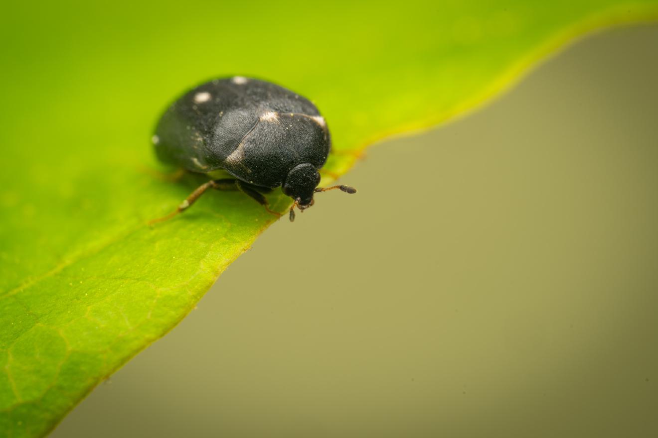 Gemeiner Pelzkäfer – No. 2