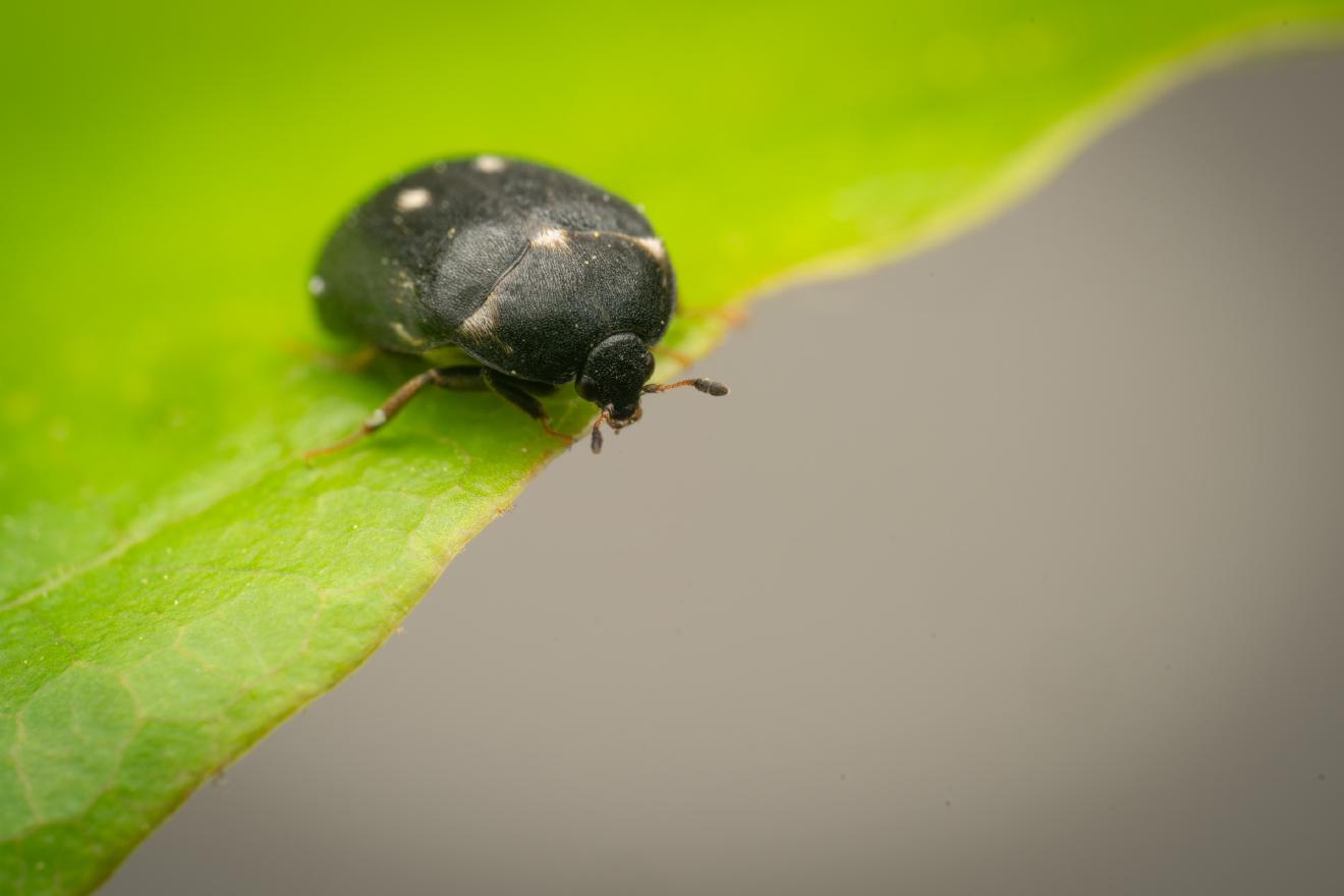 Gemeiner Pelzkäfer – No. 2