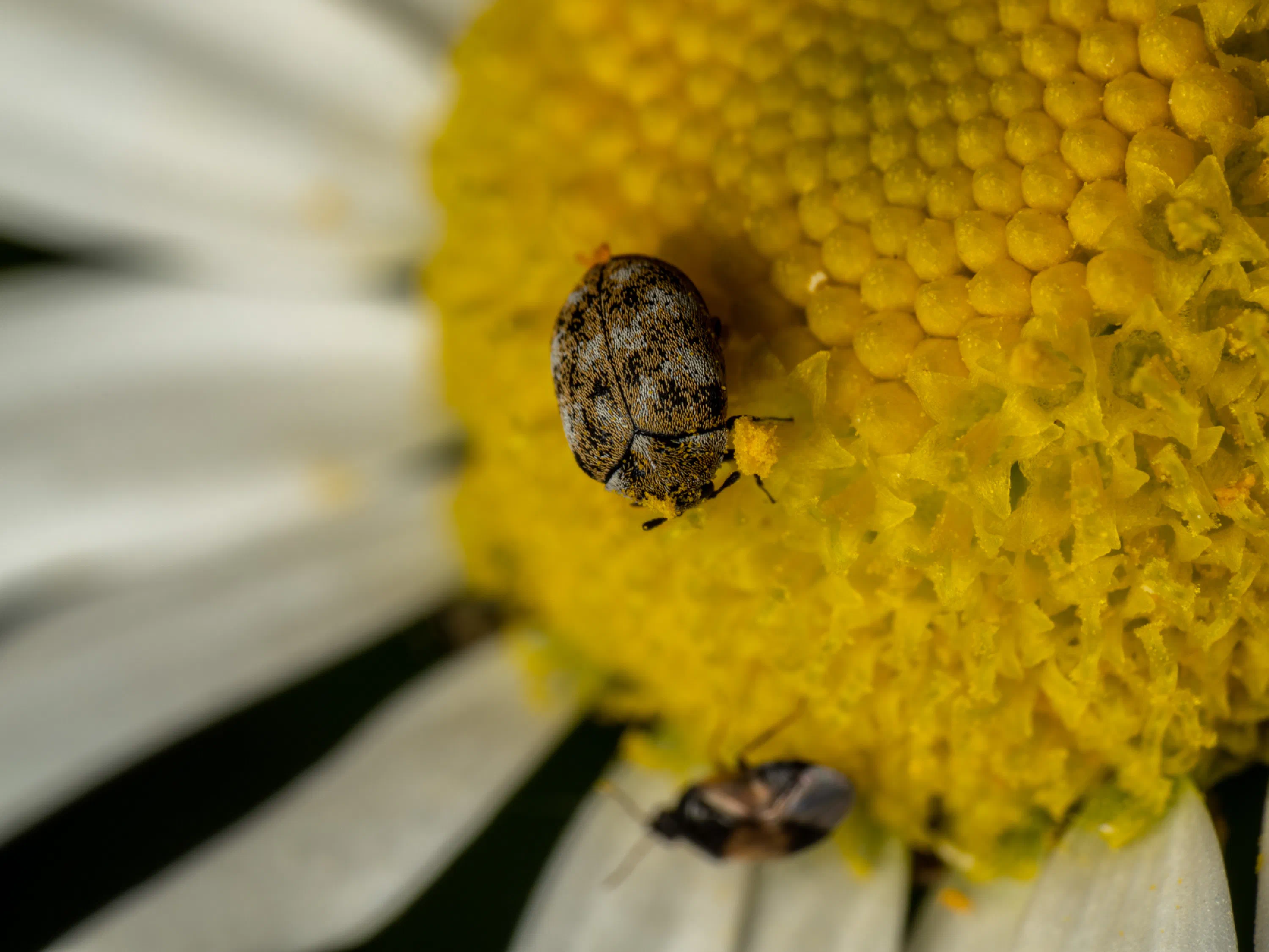Common Carpet Beetle