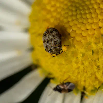 Common Carpet Beetle
