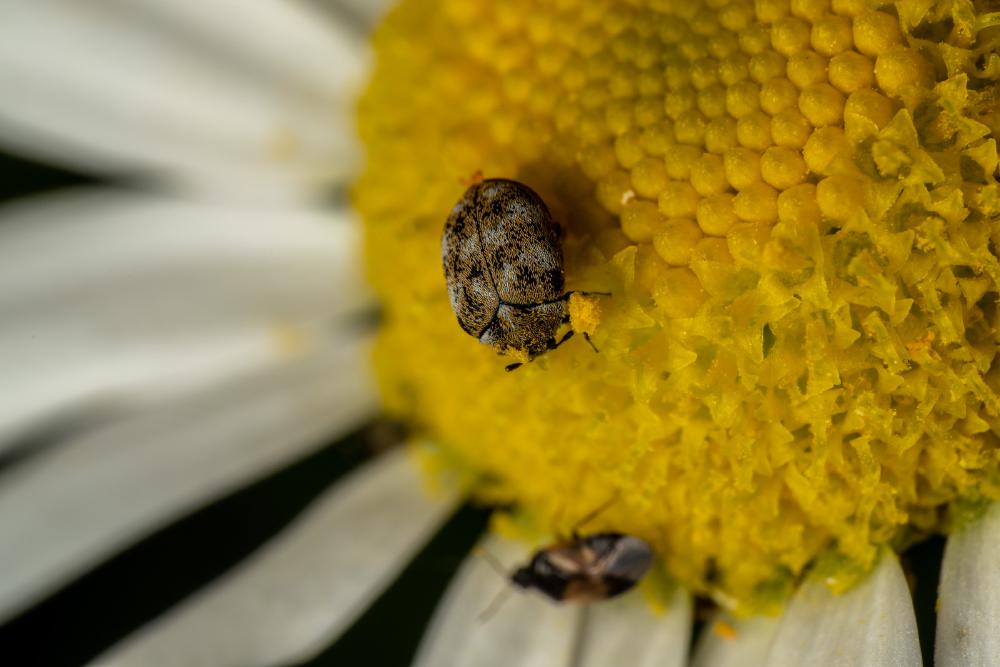 June 15, 2024 – Issue No. 302
– Issue No. 302: “Common Carpet Beetle“ Common Carpet Beetle