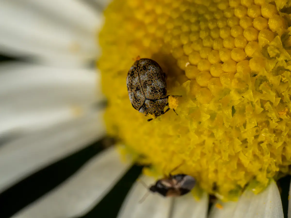 Anthrène à broderie