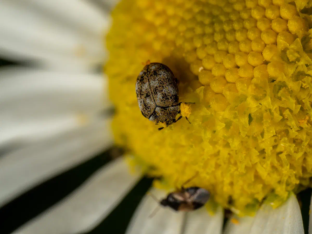 Anthrène à broderie