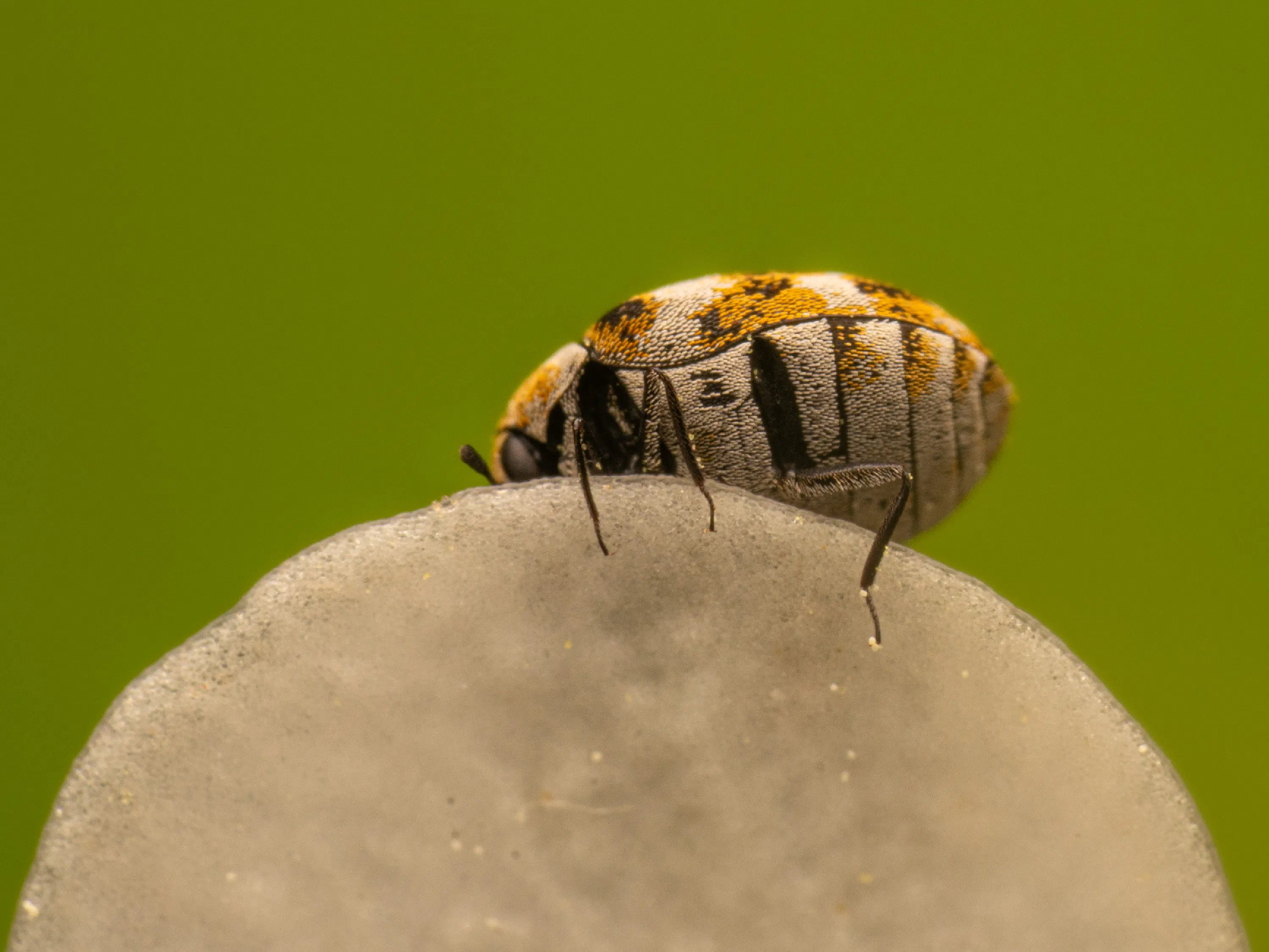 Common Carpet Beetle