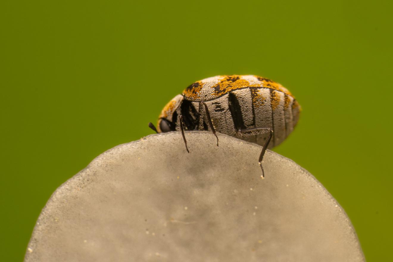 Common Carpet Beetle – No. 2