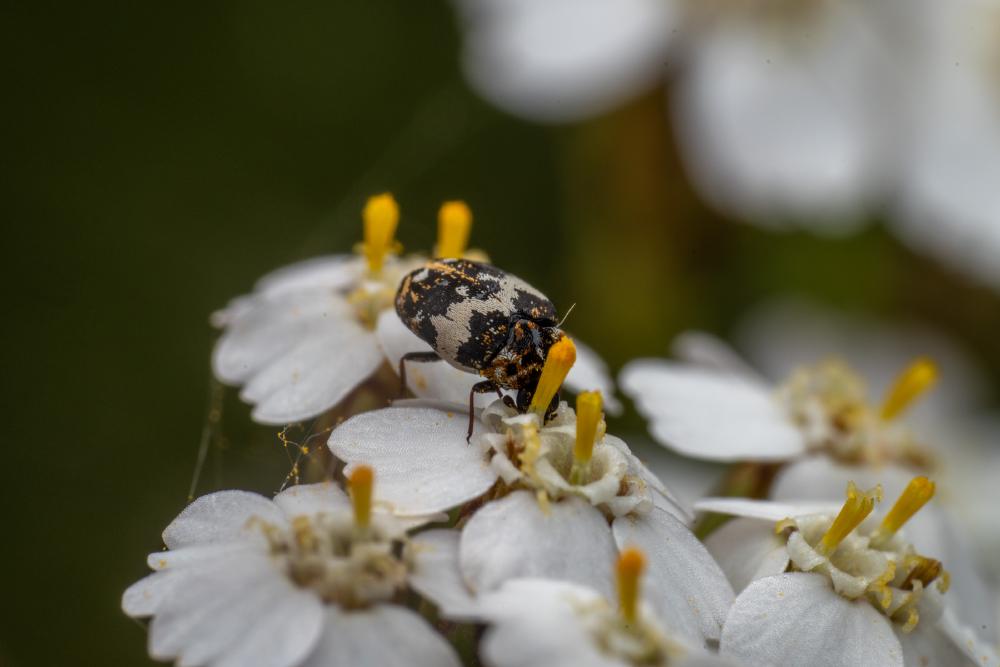 December 15, 2024 – Issue No. 485
– Issue No. 485: “Common Carpet Beetle“ Common Carpet Beetle