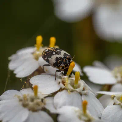 Anthrenus scrophulariae