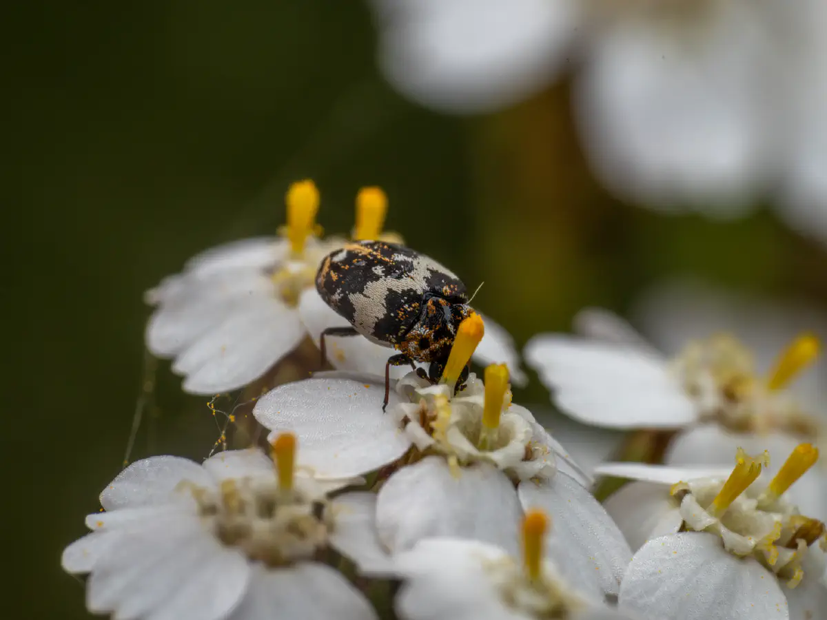 Anthrène à broderie