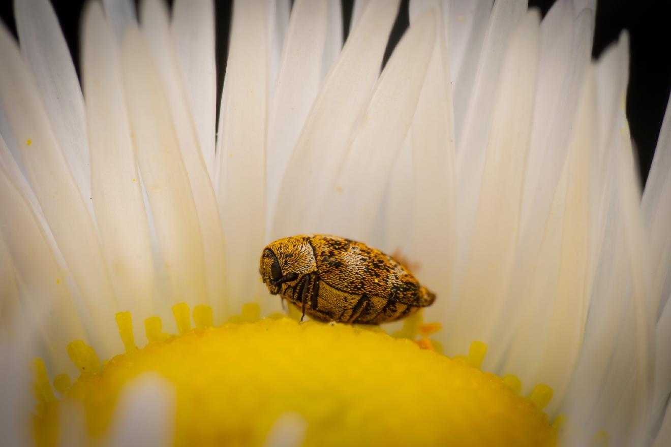 Varied Carpet Beetle – No. 1