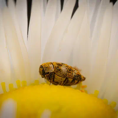 Varied Carpet Beetle