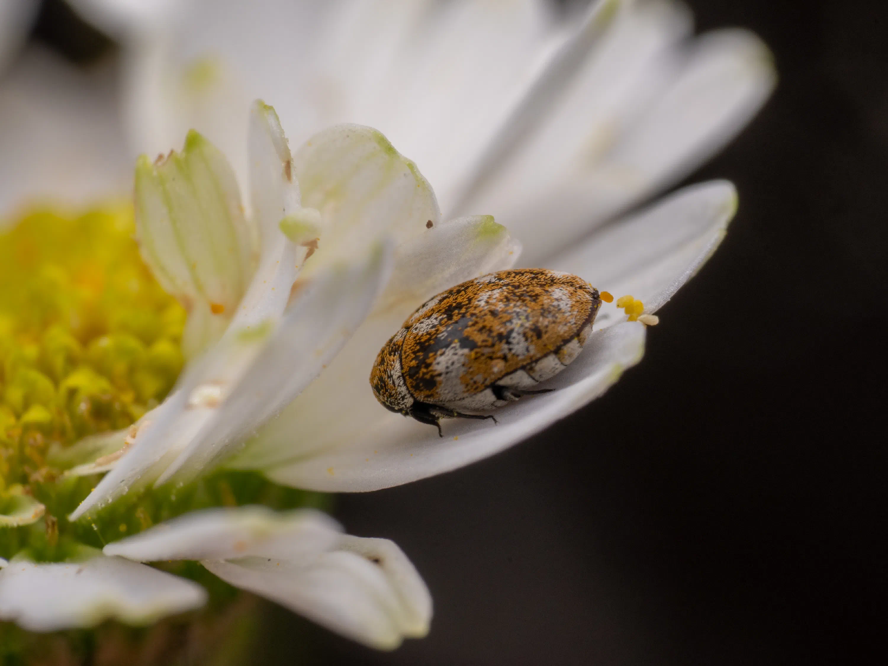Varied Carpet Beetle