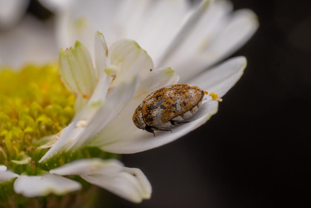 December 30, 2024 – Issue No. 500
– Issue No. 500: “Varied Carpet Beetle“ Varied Carpet Beetle