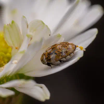 Escarabajo Común de las Alfombras