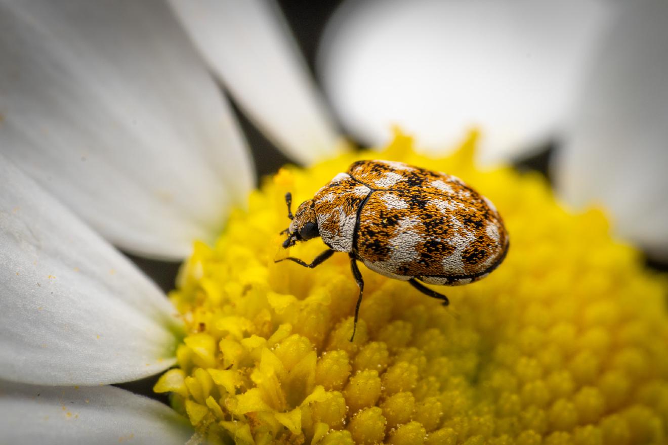 Varied Carpet Beetle – No. 3
