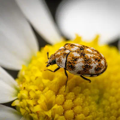 Varied Carpet Beetle