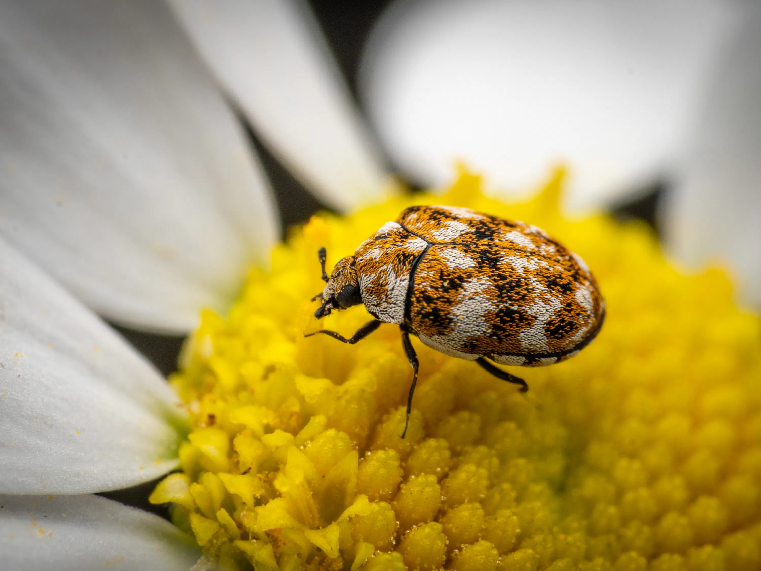 Varied Carpet Beetle