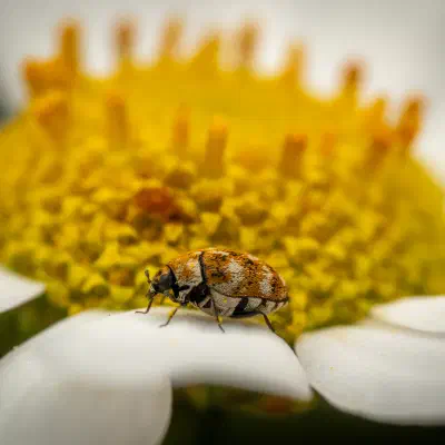 Varied Carpet Beetle