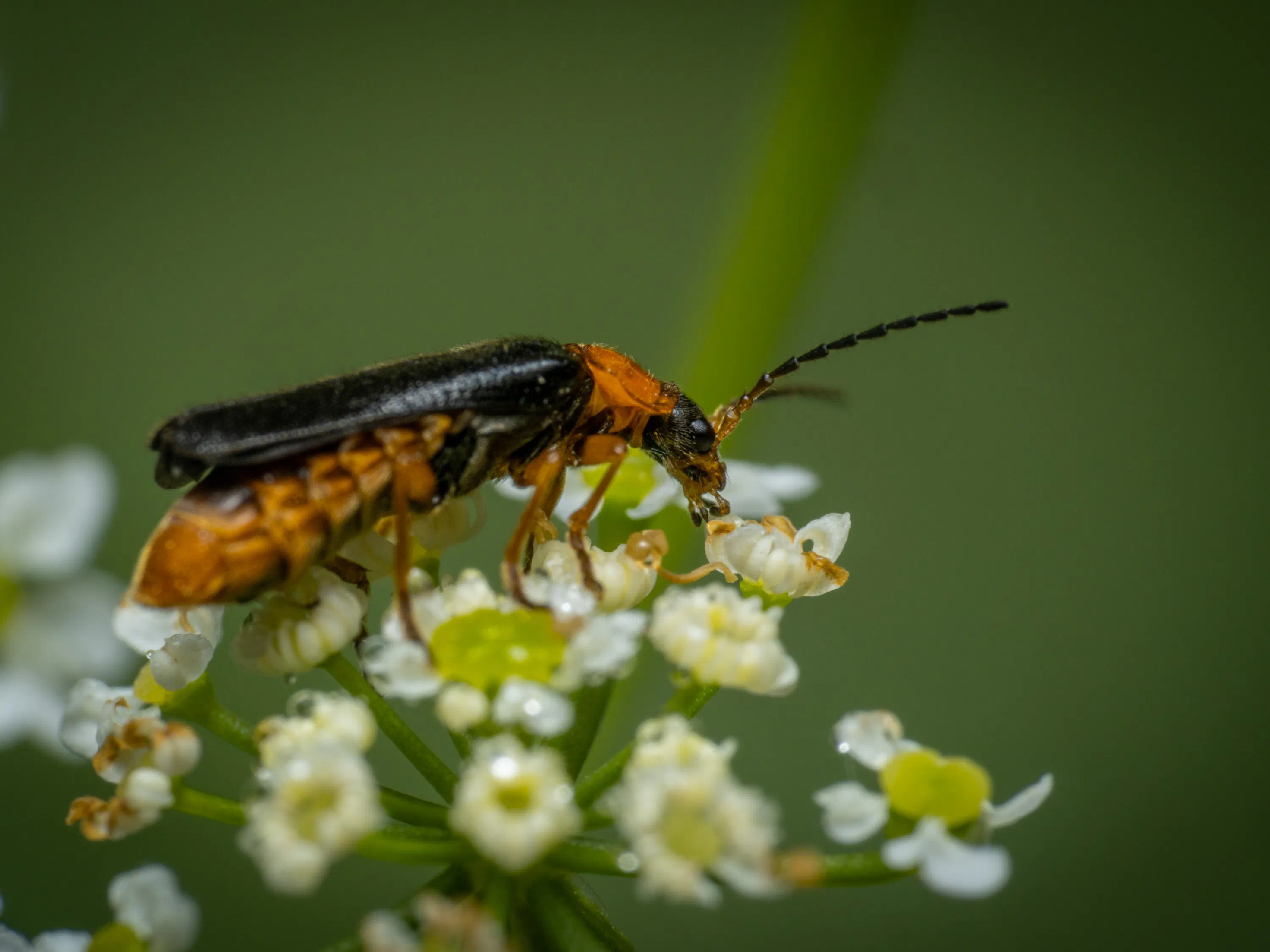 Ancistronycha violacea