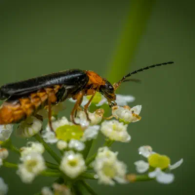 Ancistronycha violacea
