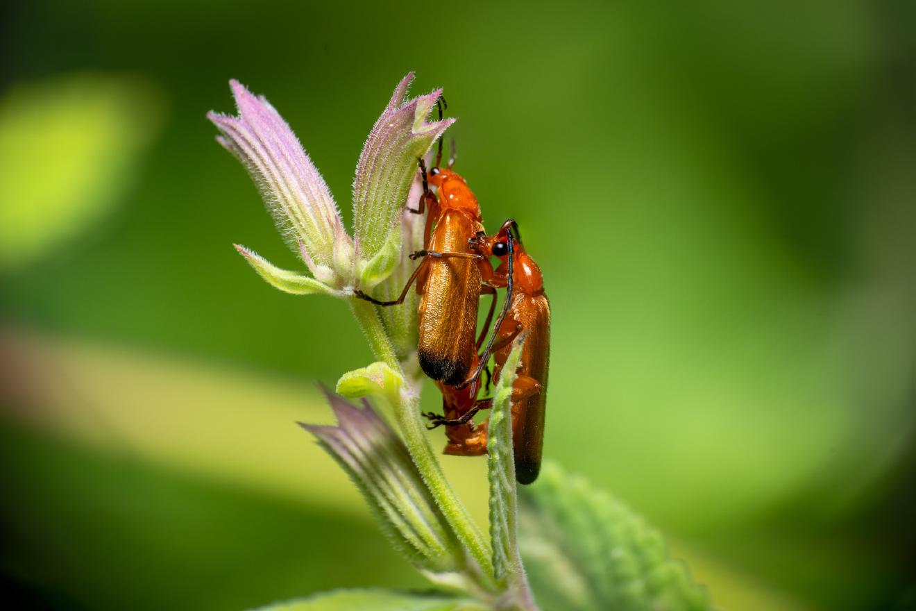 Common Red Soldier Beetle – No. 1