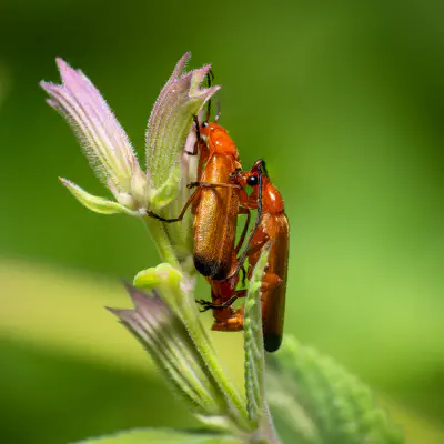 Roter Weichkäfer