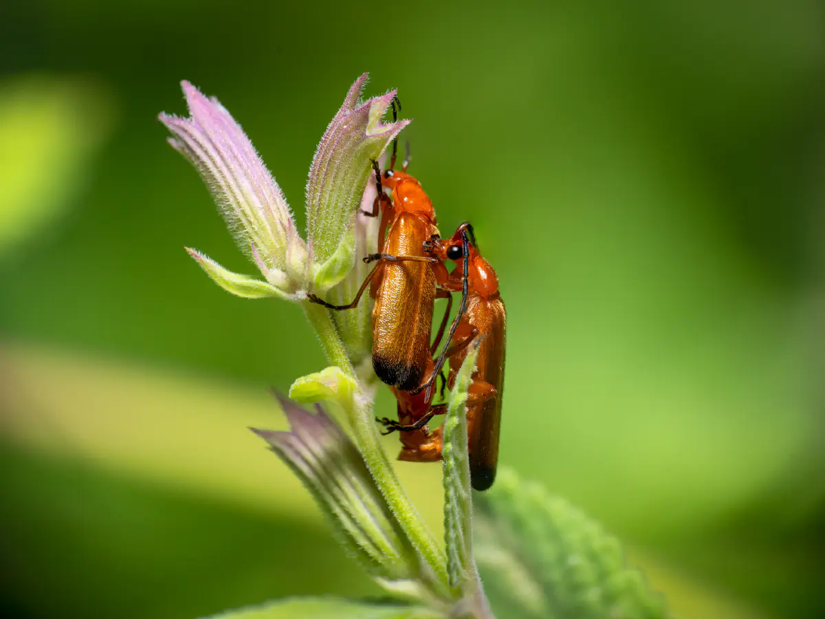 Common Red Soldier Beetle