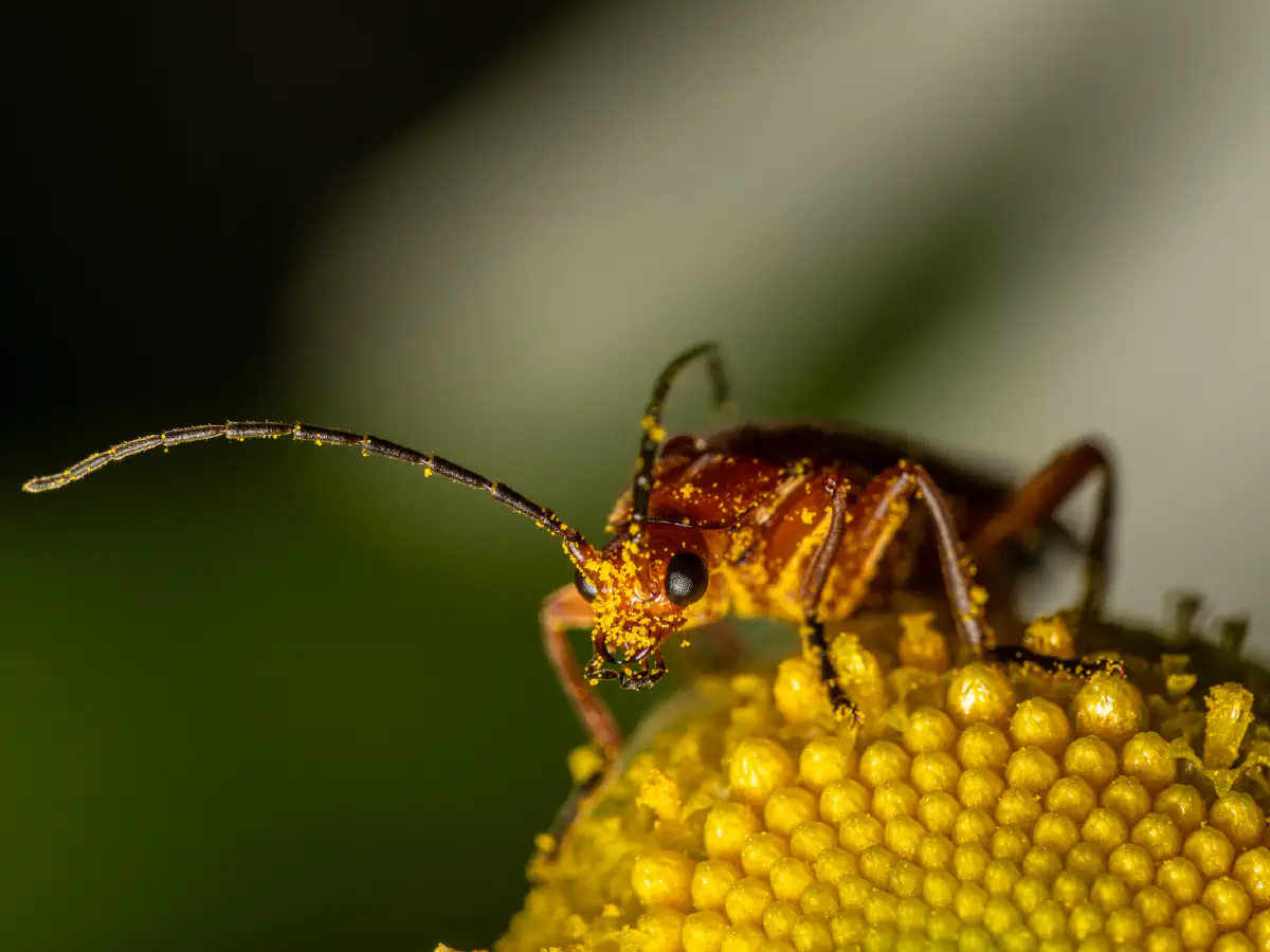 Common Red Soldier Beetle