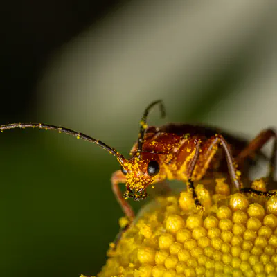 Roter Weichkäfer