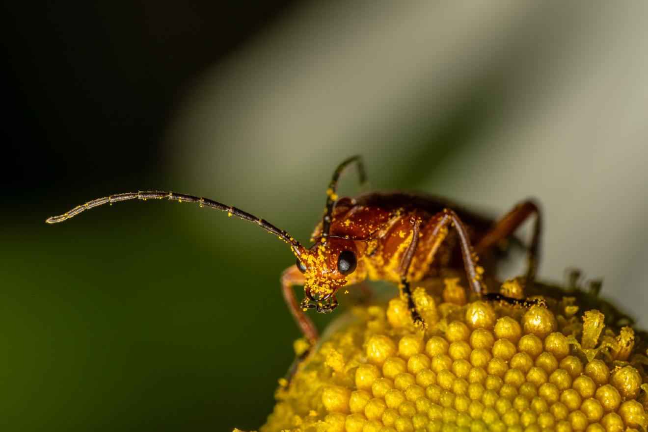 Common Red Soldier Beetle – No. 2