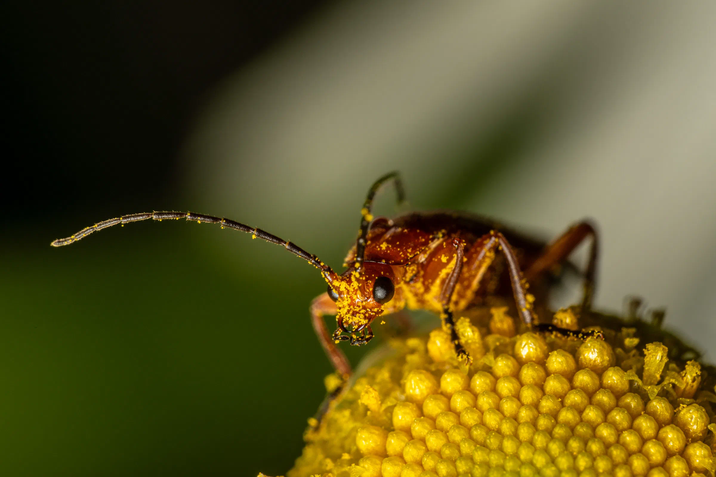 Roter Weichkäfer