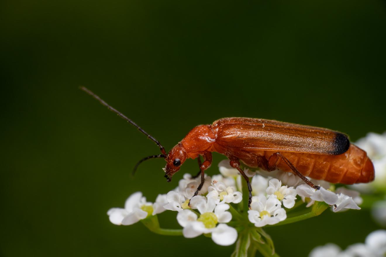Common Red Soldier Beetle – No. 3
