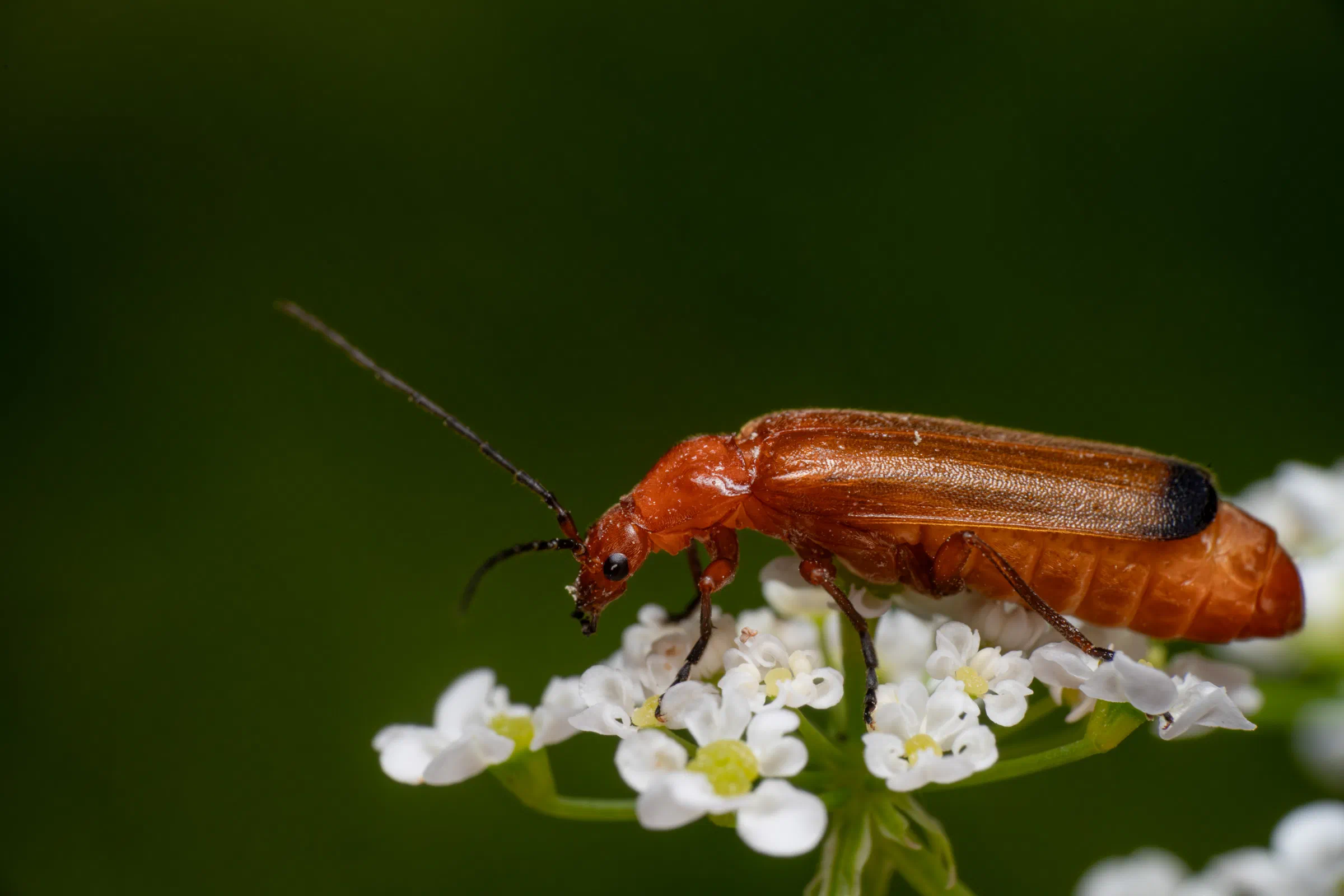 Common Red Soldier Beetle