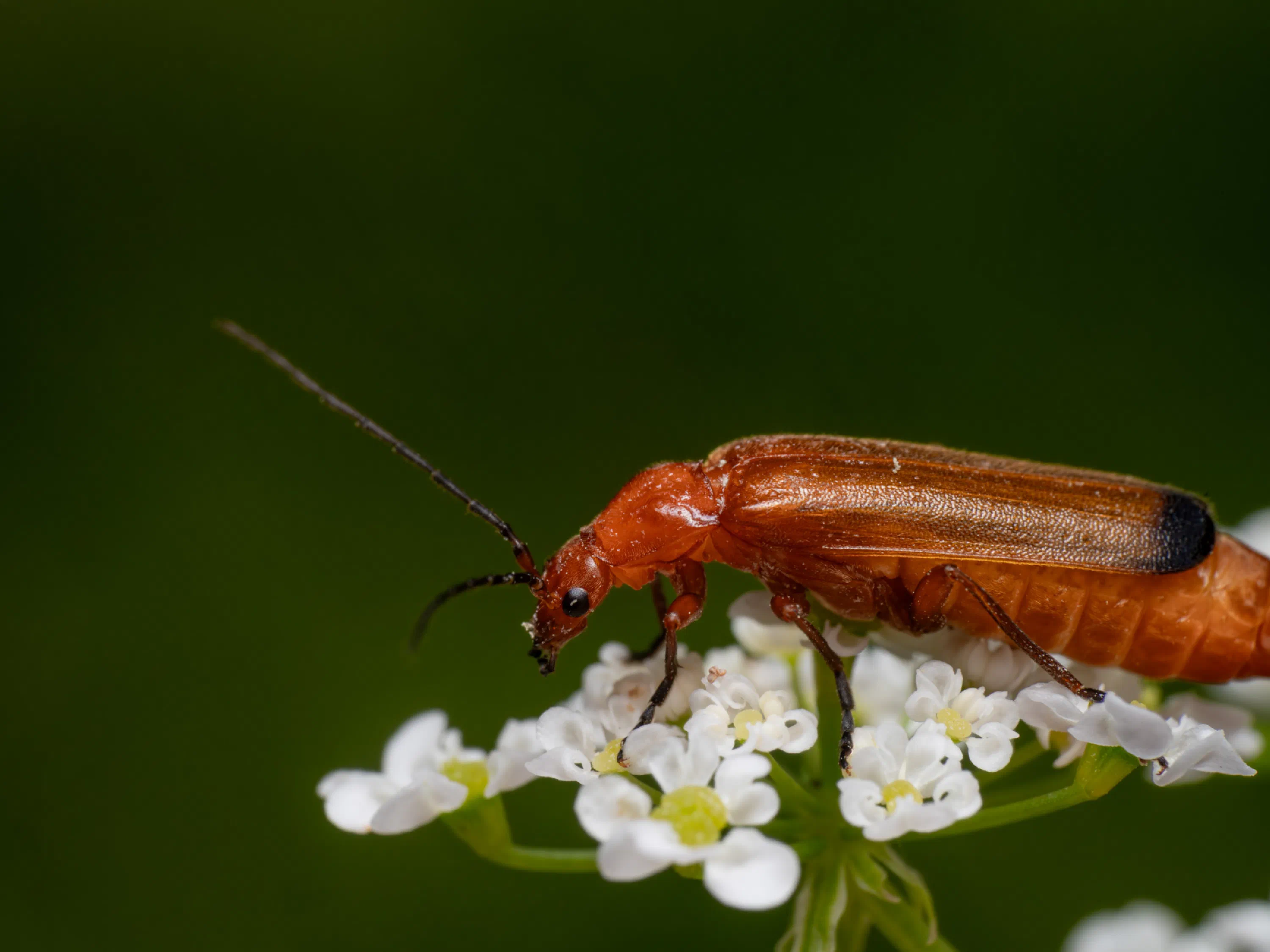 Common Red Soldier Beetle