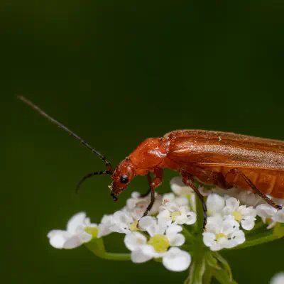 Roter Weichkäfer