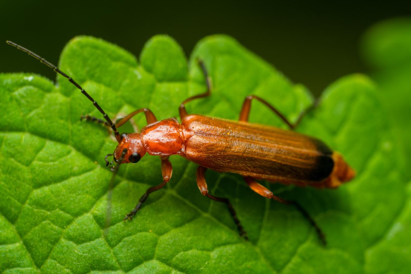 Common Red Soldier Beetle – No. 4